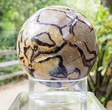 Dragon Stone Sphere Ball Septarian 10 Pounds